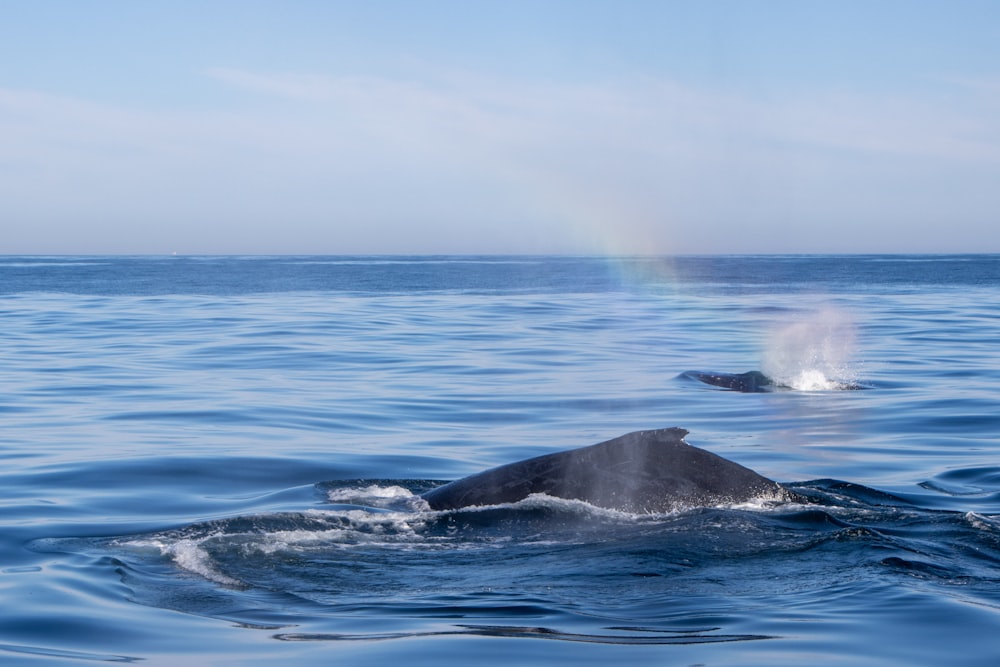 a whale in the ocean