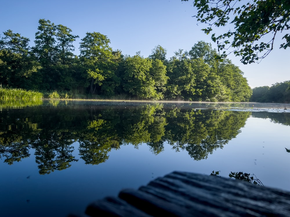 a body of water with trees around it