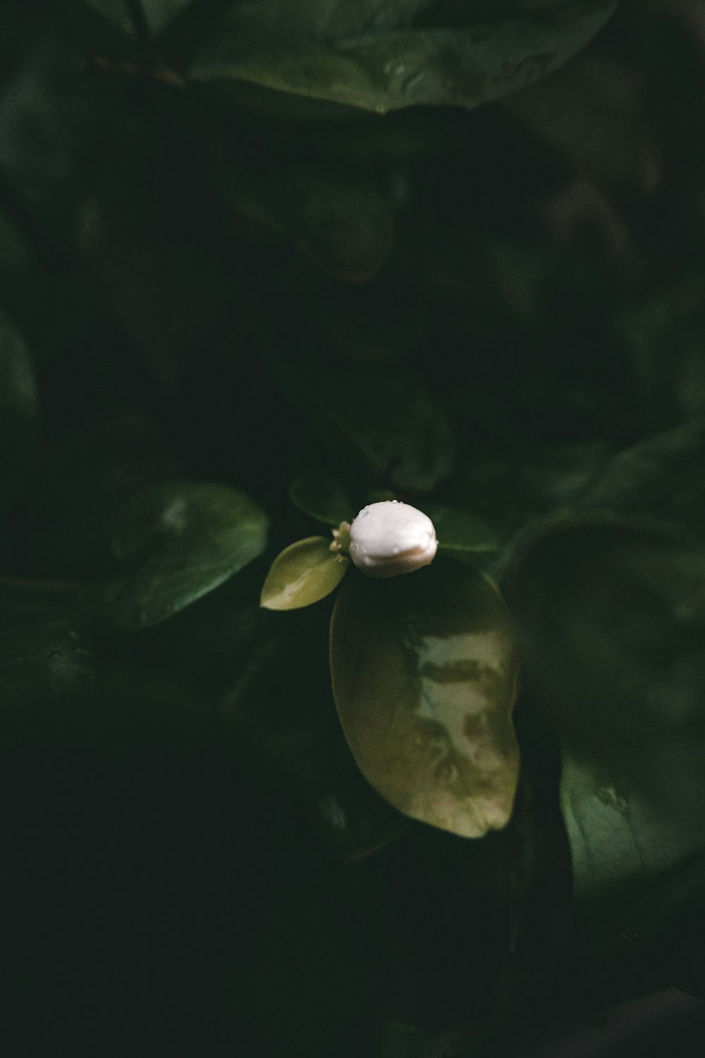 a flower in a pond