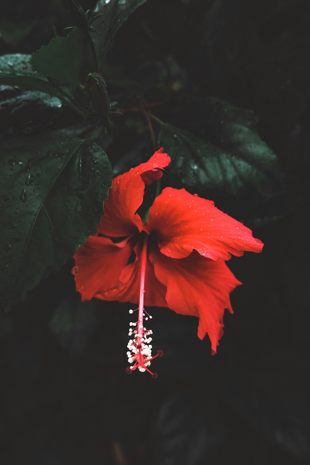 a red flower with green leaves