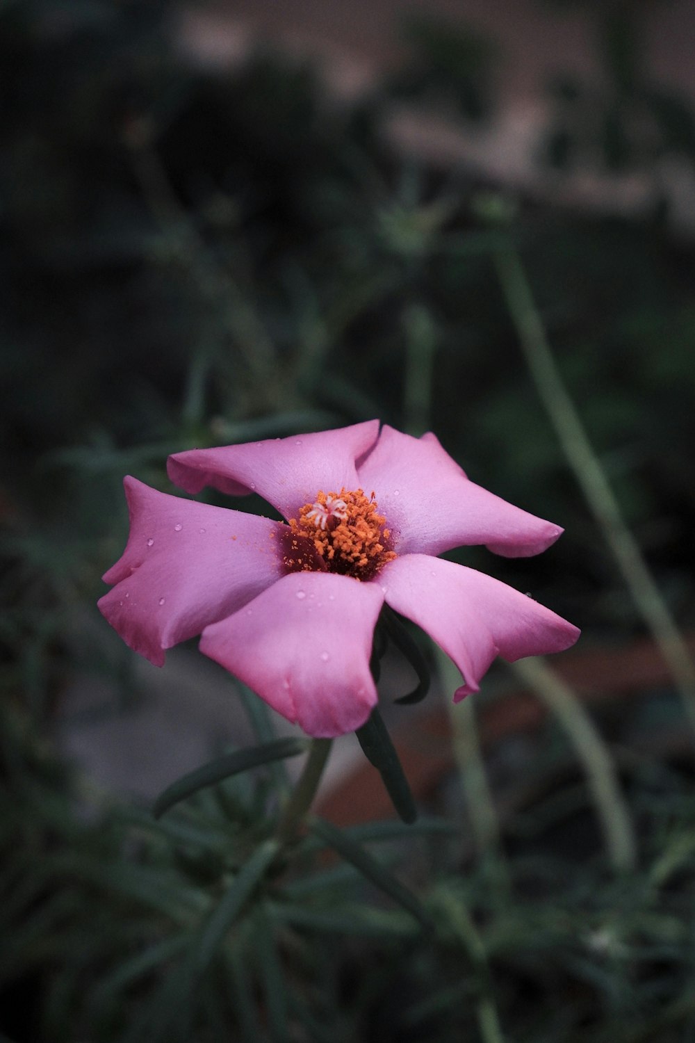 a pink flower with green leaves