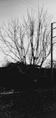 A leafless tree with numerous branches stands starkly against the sky. Power lines intersect the top portion of the image while a utility pole is visible to the right. The ground is covered in debris, suggesting an unattended or neglected area.