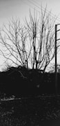 A leafless tree with numerous branches stands starkly against the sky. Power lines intersect the top portion of the image while a utility pole is visible to the right. The ground is covered in debris, suggesting an unattended or neglected area.