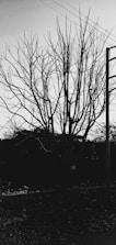 A leafless tree with numerous branches stands starkly against the sky. Power lines intersect the top portion of the image while a utility pole is visible to the right. The ground is covered in debris, suggesting an unattended or neglected area.