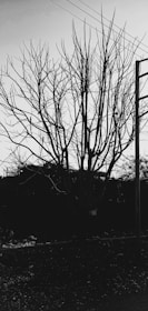 A leafless tree with numerous branches stands starkly against the sky. Power lines intersect the top portion of the image while a utility pole is visible to the right. The ground is covered in debris, suggesting an unattended or neglected area.