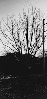 A leafless tree with numerous branches stands starkly against the sky. Power lines intersect the top portion of the image while a utility pole is visible to the right. The ground is covered in debris, suggesting an unattended or neglected area.