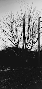 A leafless tree with numerous branches stands starkly against the sky. Power lines intersect the top portion of the image while a utility pole is visible to the right. The ground is covered in debris, suggesting an unattended or neglected area.