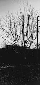 A leafless tree with numerous branches stands starkly against the sky. Power lines intersect the top portion of the image while a utility pole is visible to the right. The ground is covered in debris, suggesting an unattended or neglected area.