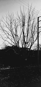 A leafless tree with numerous branches stands starkly against the sky. Power lines intersect the top portion of the image while a utility pole is visible to the right. The ground is covered in debris, suggesting an unattended or neglected area.