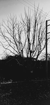 A leafless tree with numerous branches stands starkly against the sky. Power lines intersect the top portion of the image while a utility pole is visible to the right. The ground is covered in debris, suggesting an unattended or neglected area.