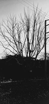 A leafless tree with numerous branches stands starkly against the sky. Power lines intersect the top portion of the image while a utility pole is visible to the right. The ground is covered in debris, suggesting an unattended or neglected area.