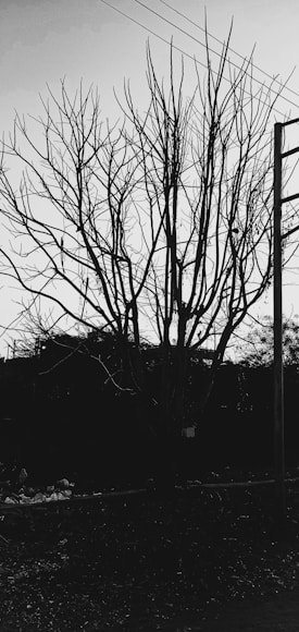 A leafless tree with numerous branches stands starkly against the sky. Power lines intersect the top portion of the image while a utility pole is visible to the right. The ground is covered in debris, suggesting an unattended or neglected area.