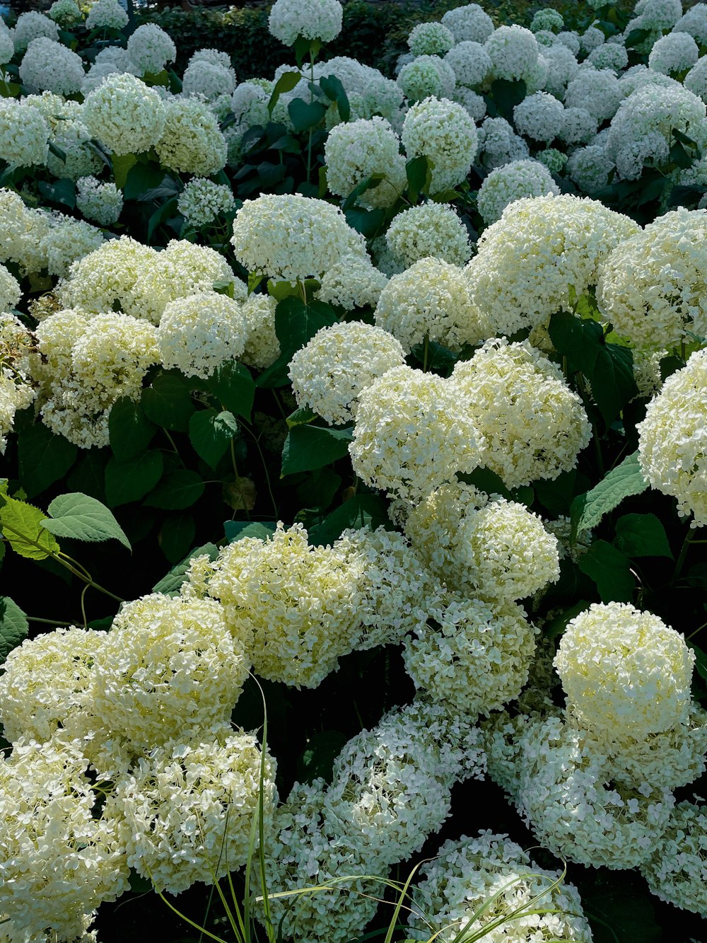 un arbusto de flores blancas
