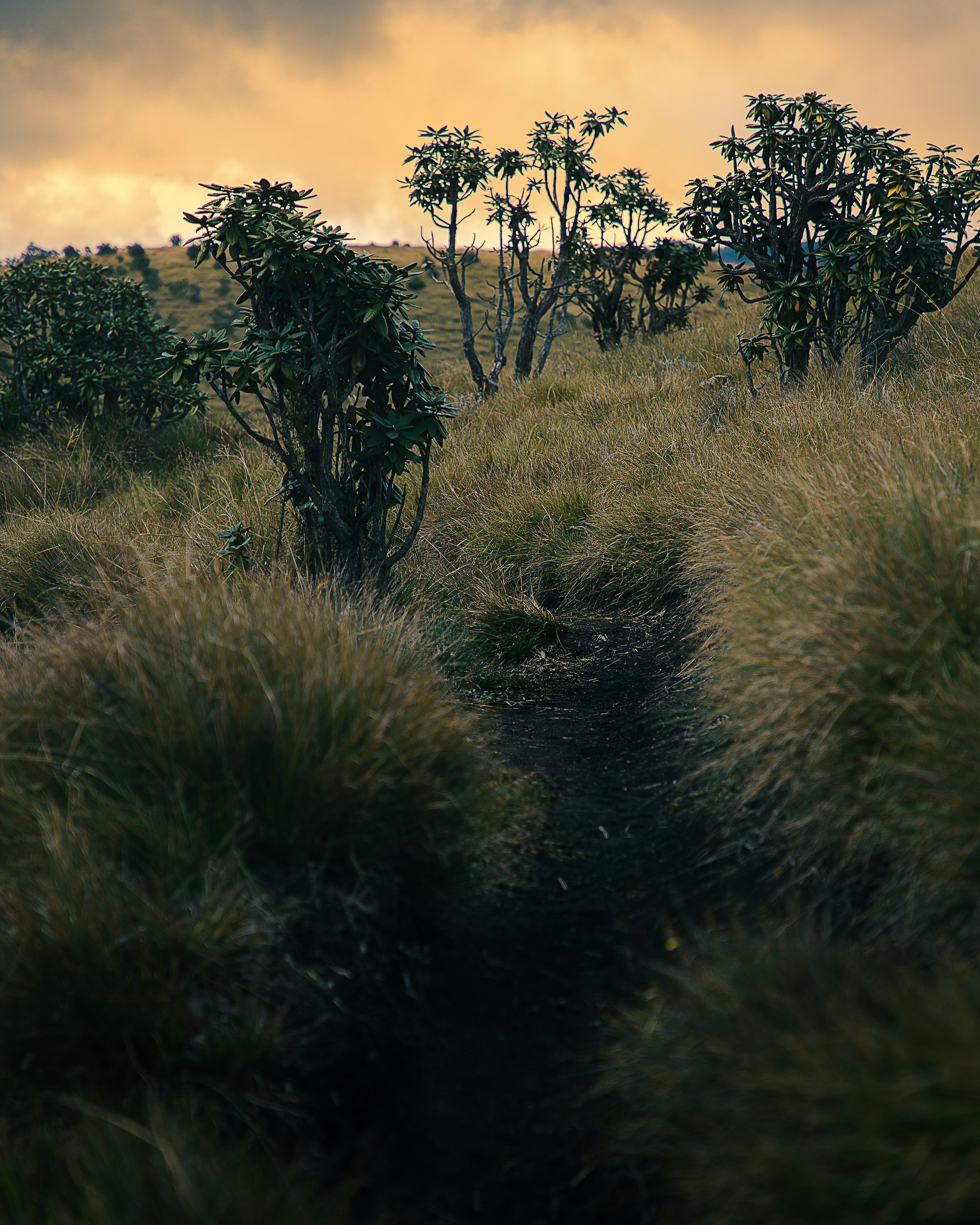 a grassy area with trees in it