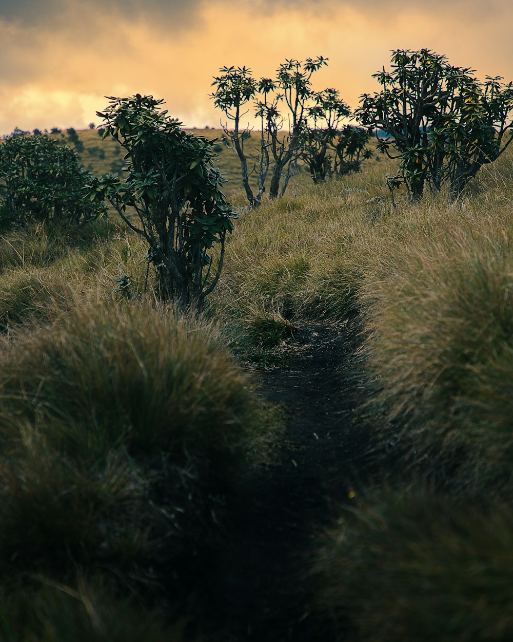 a grassy area with trees in it