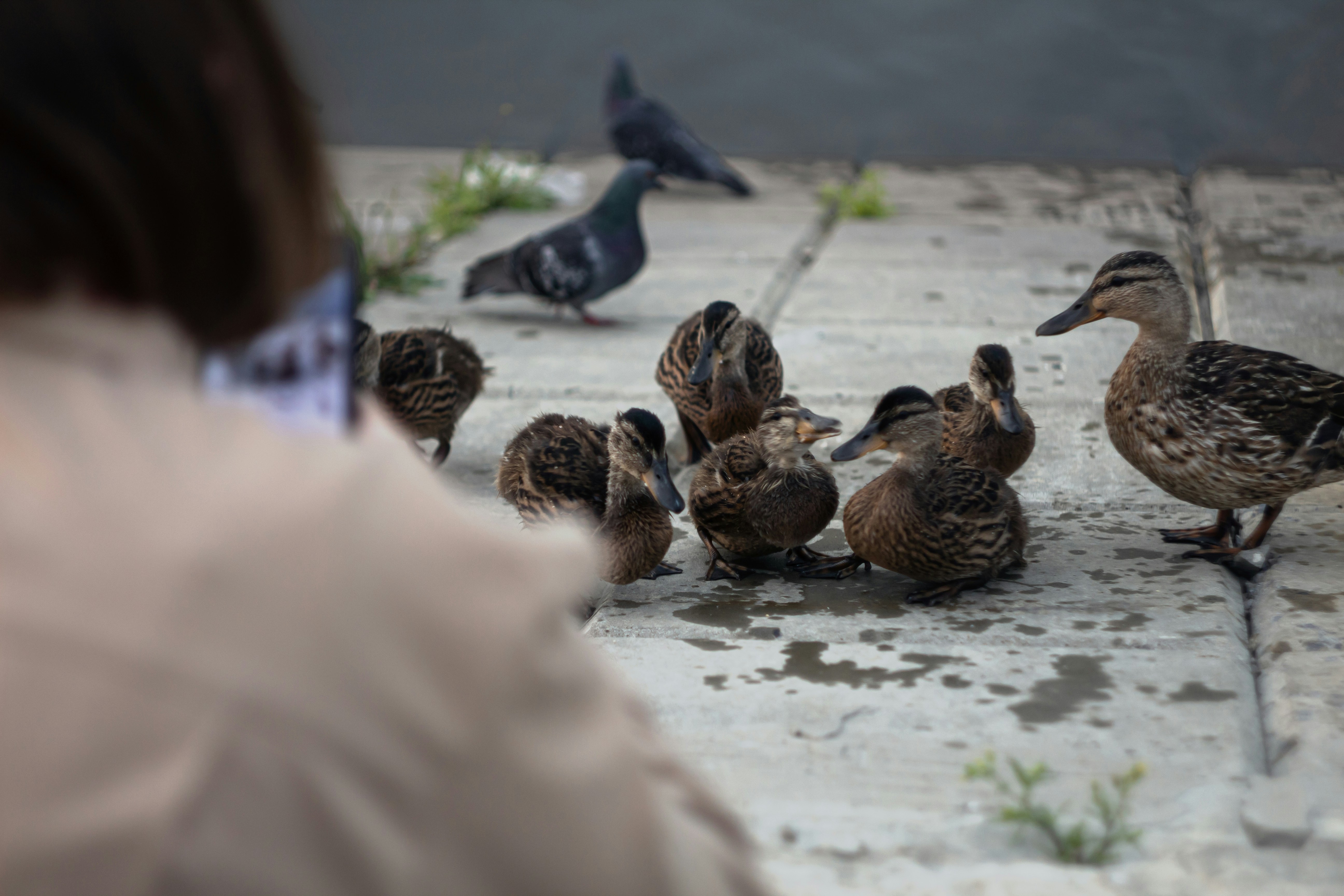 a group of ducks on a snowy ground