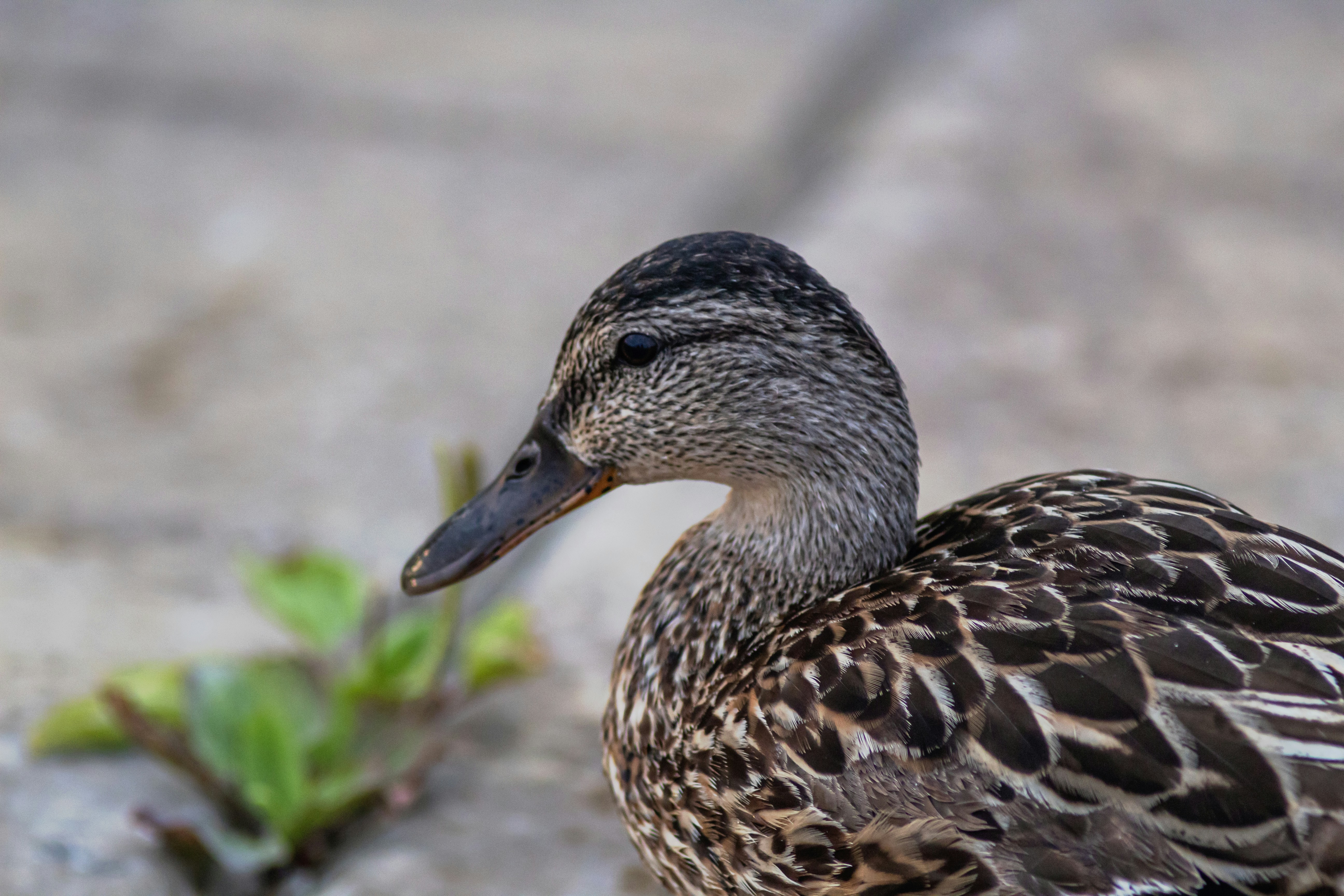 a duck with a plant in its mouth