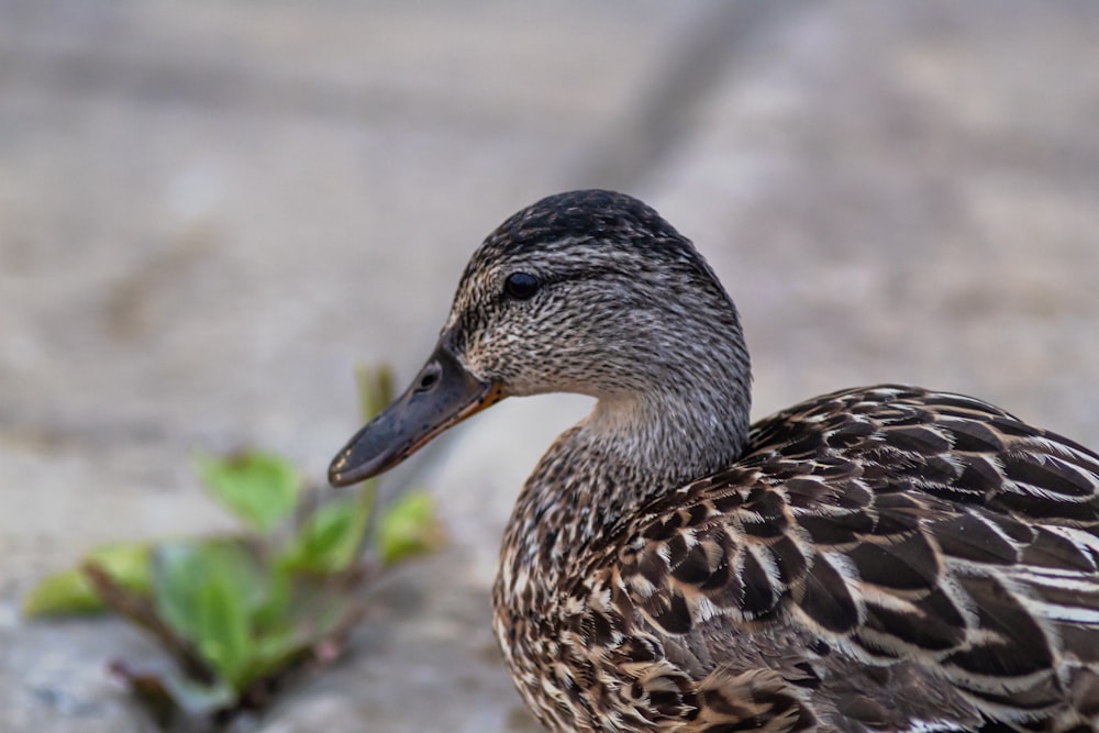 a duck with a plant in its mouth