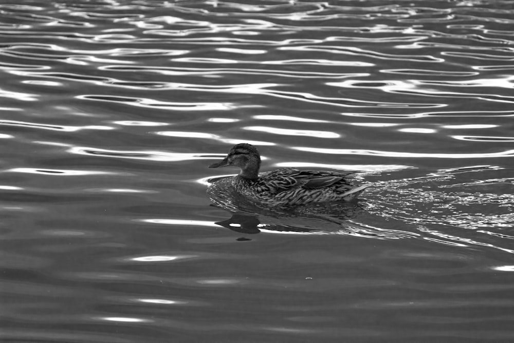 a duck swimming in water