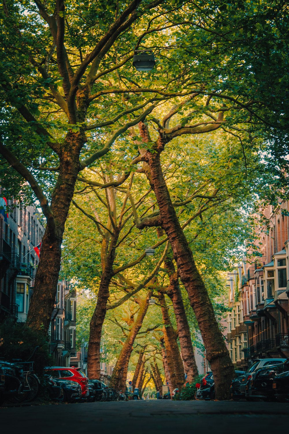 a tree with many branches