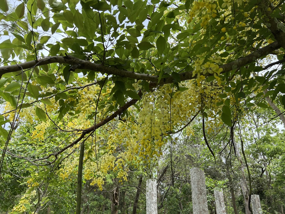 a group of trees with yellow leaves