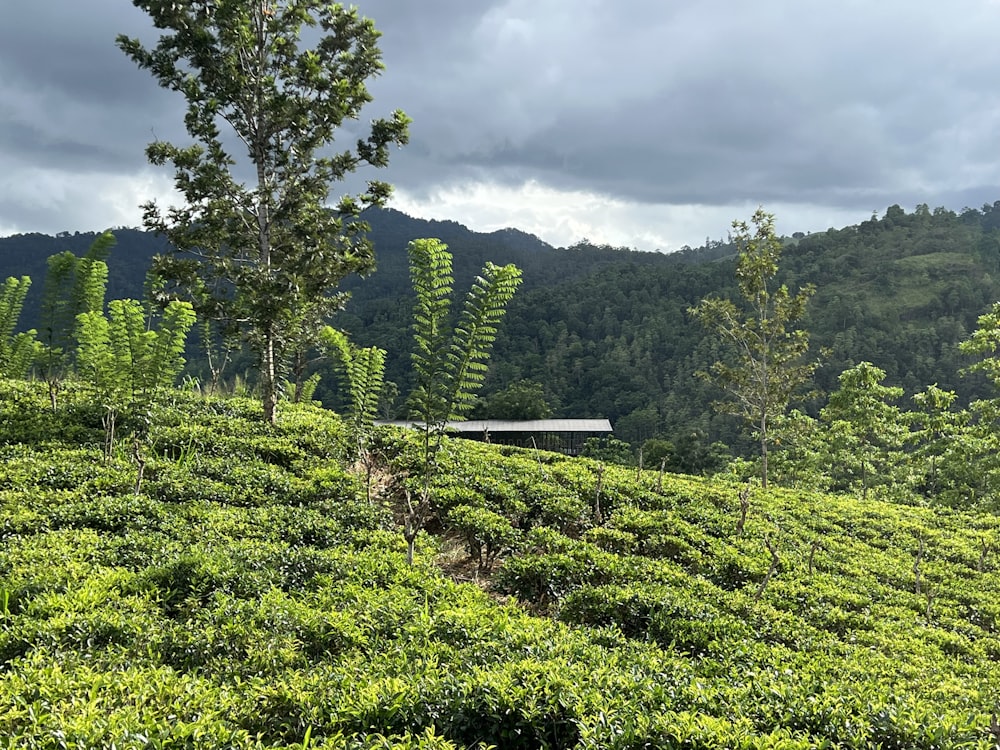 a train going through a forest