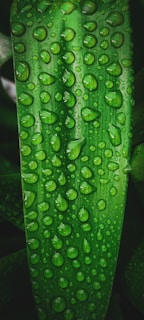 a green leaf with many small holes