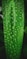 a green leaf with many small holes