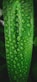 a green leaf with many small holes
