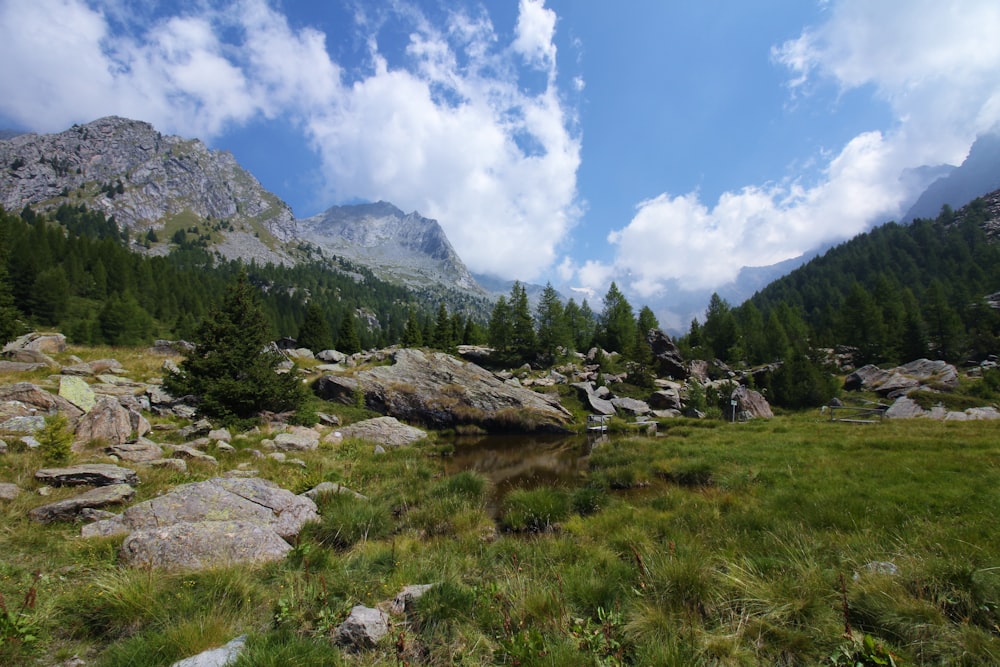 a grassy area with rocks and trees in the background