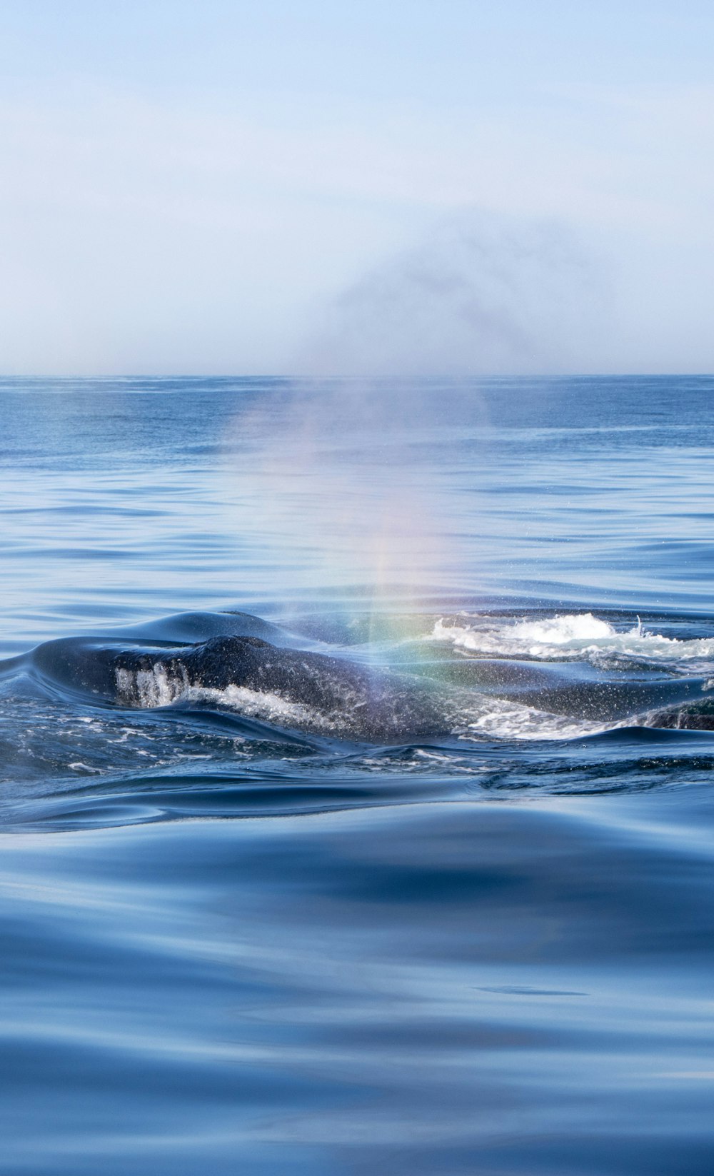 Una ballena saltando fuera del agua