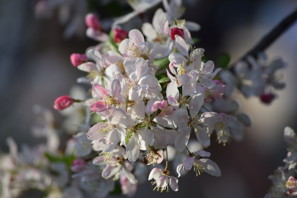 a close up of flowers