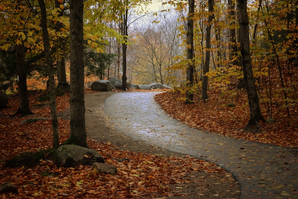 a path with trees on the side