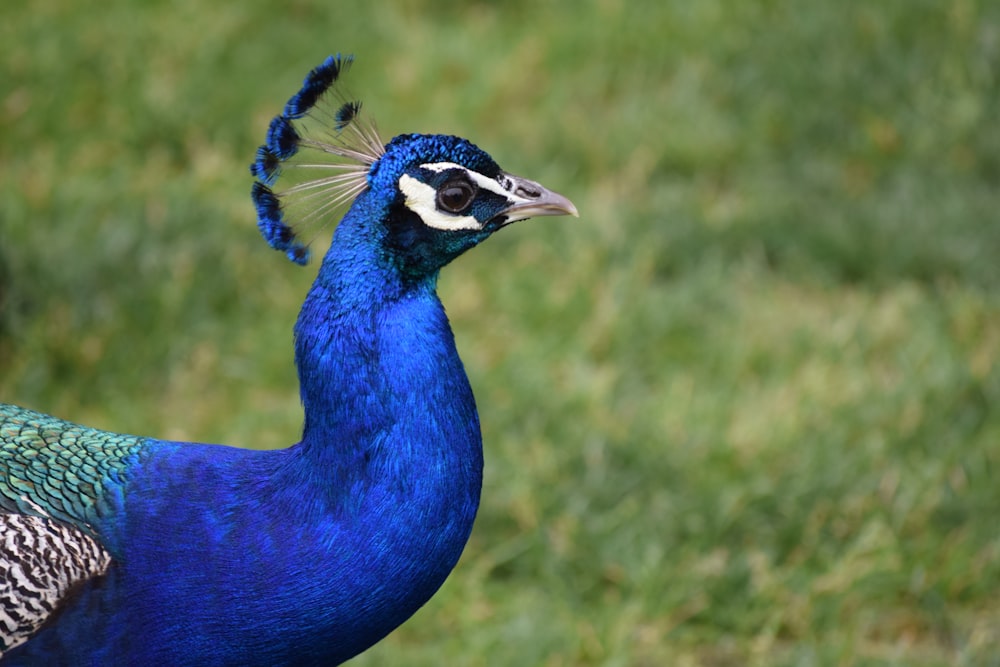 a blue bird with a blue head