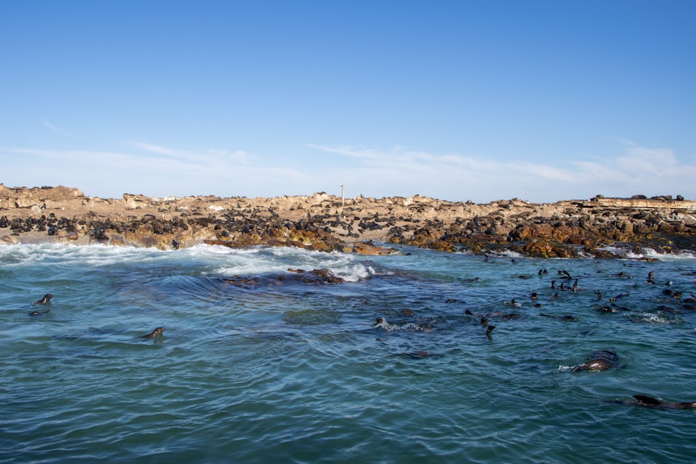 a group of people swimming in a body of water