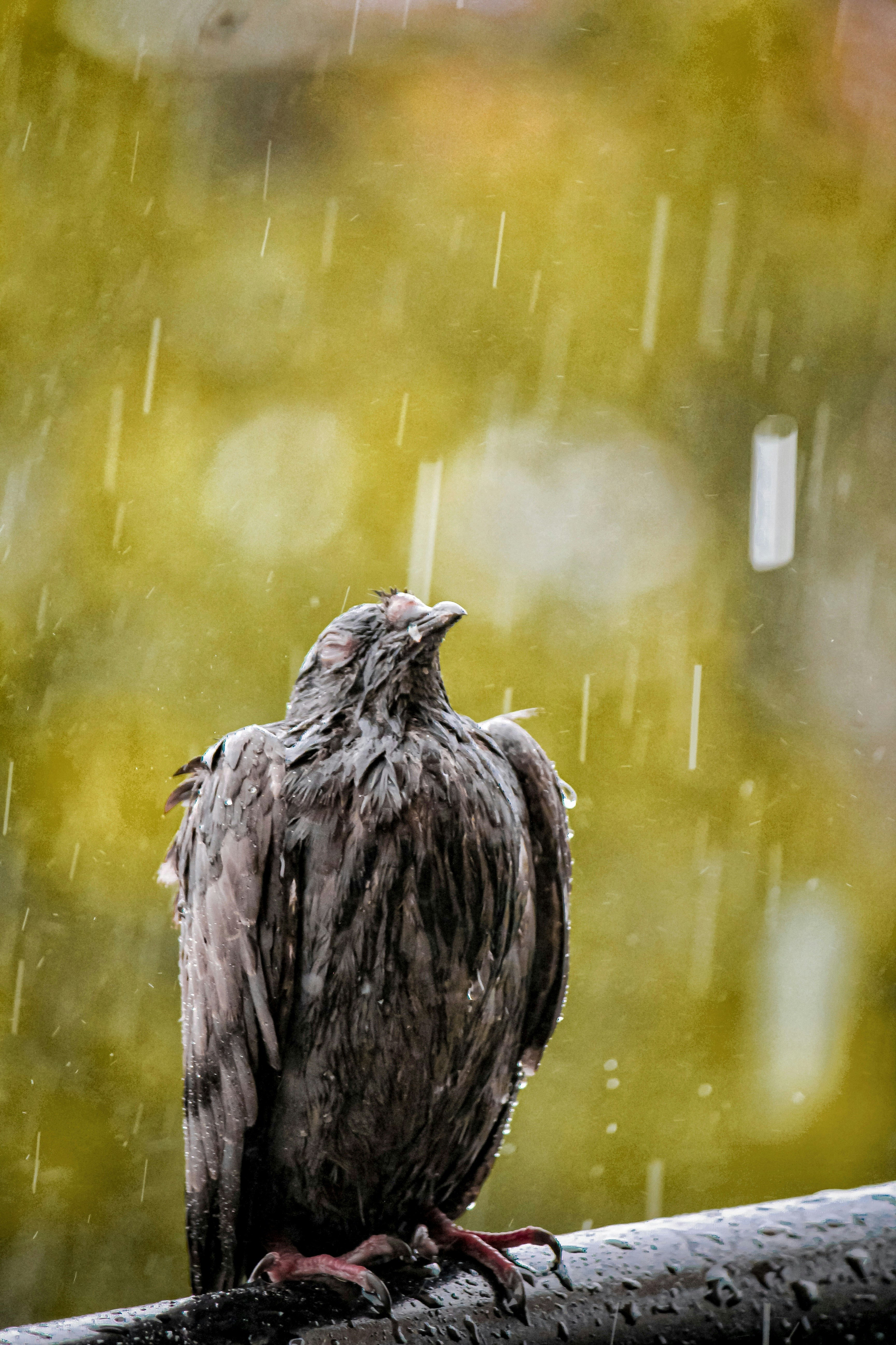 a bird standing on a log