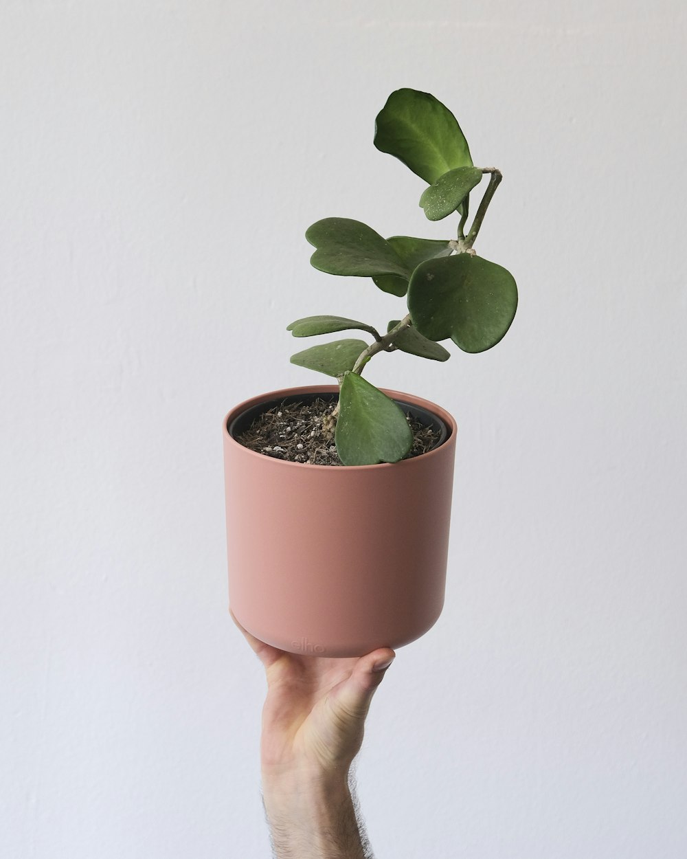 a hand holding a small plant in a pot