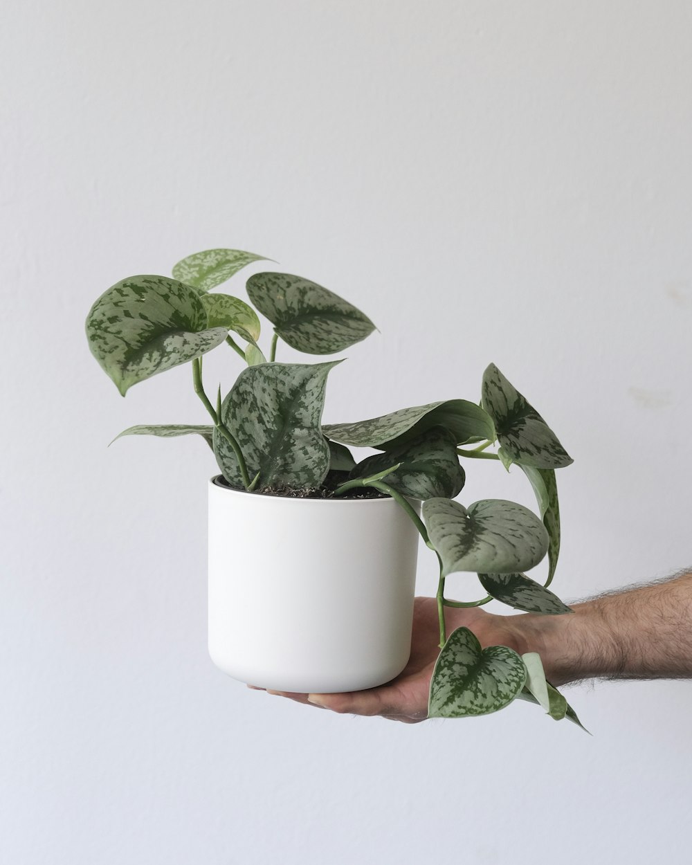 a hand holding a potted plant