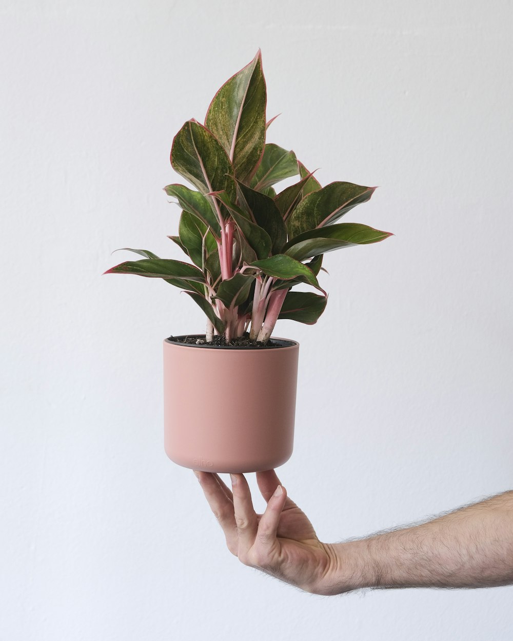 a hand holding a potted plant