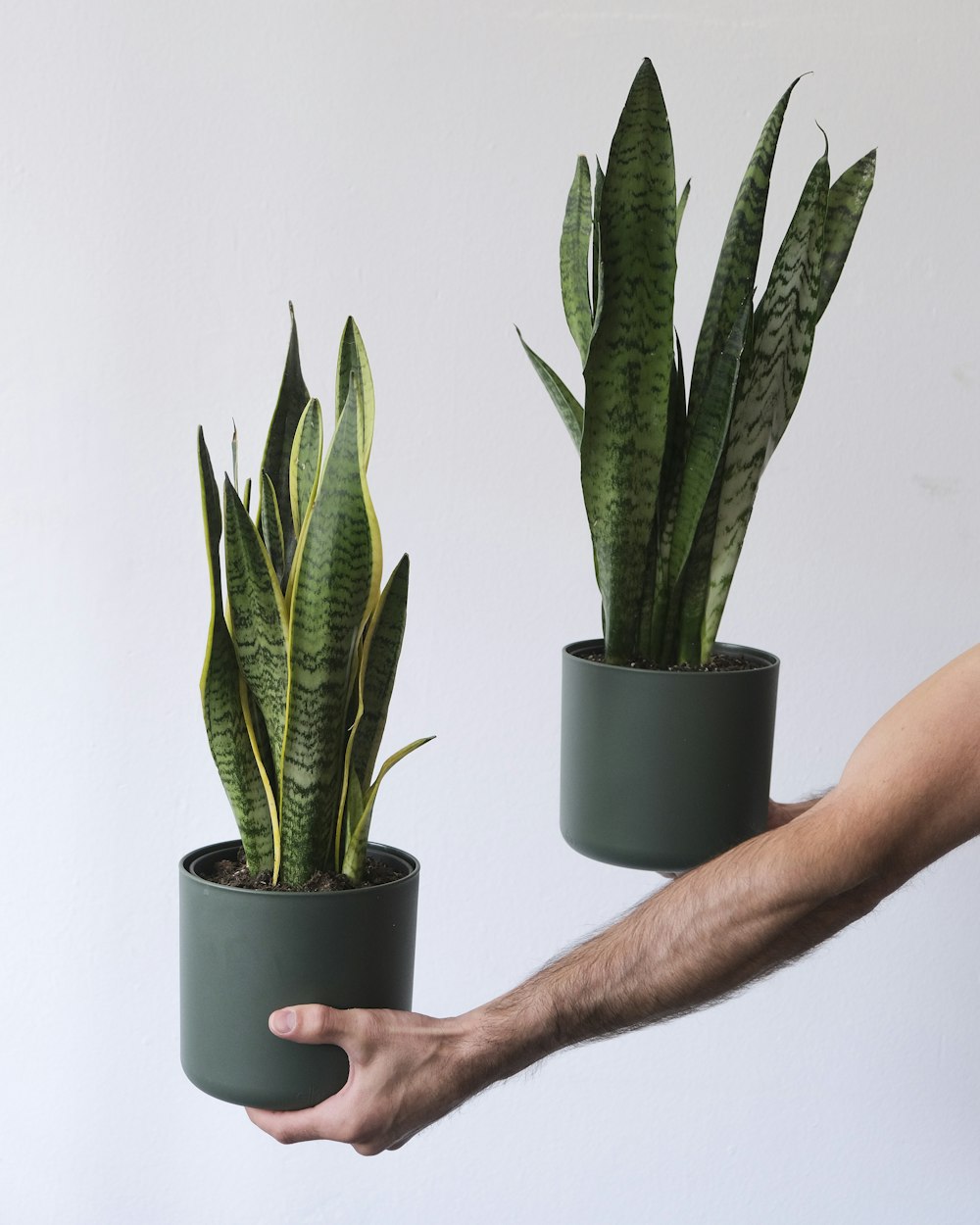 a hand holding a potted cactus