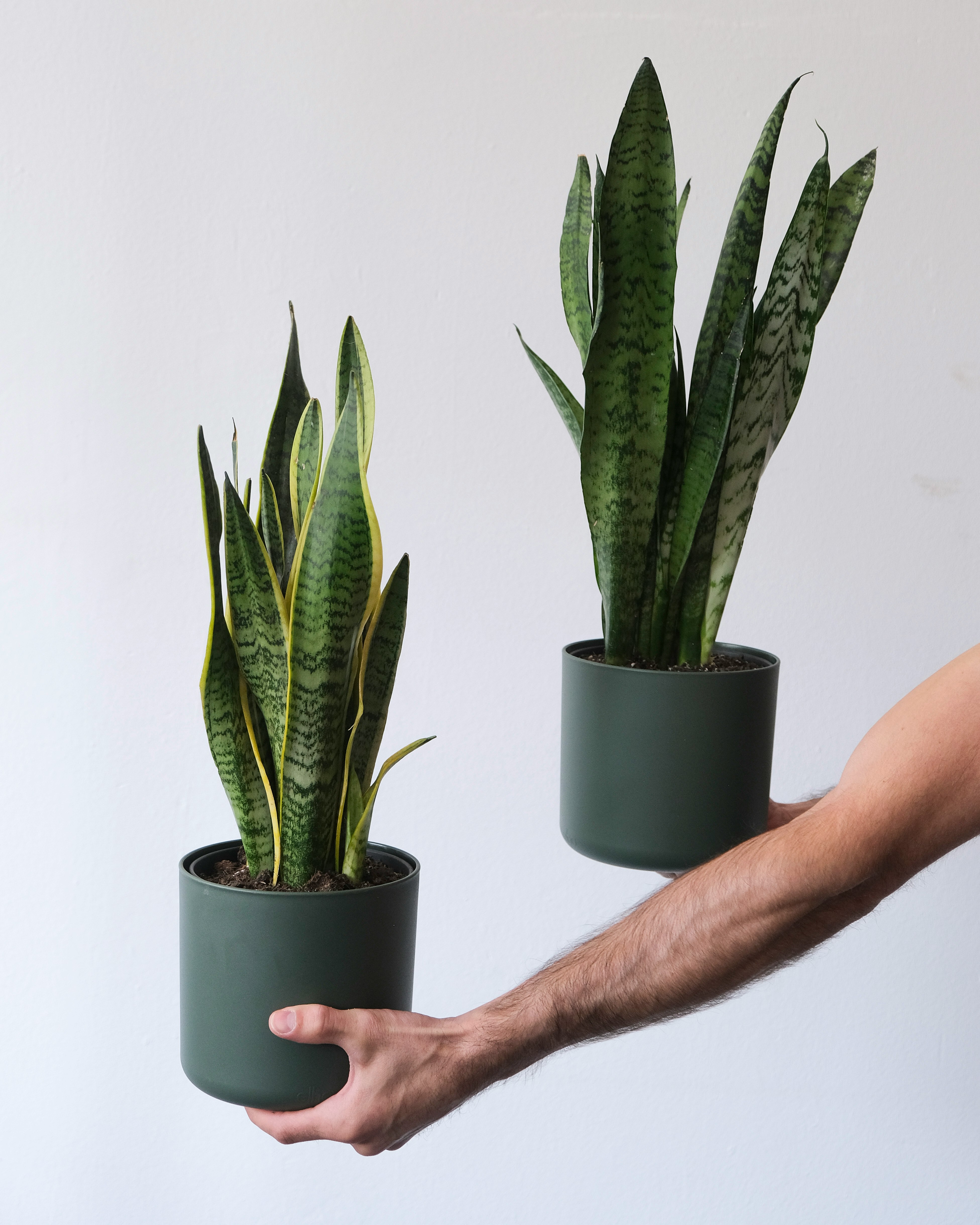 Two hands holding a green/yellow sansevieria and a green one