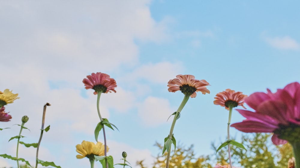 a group of flowers