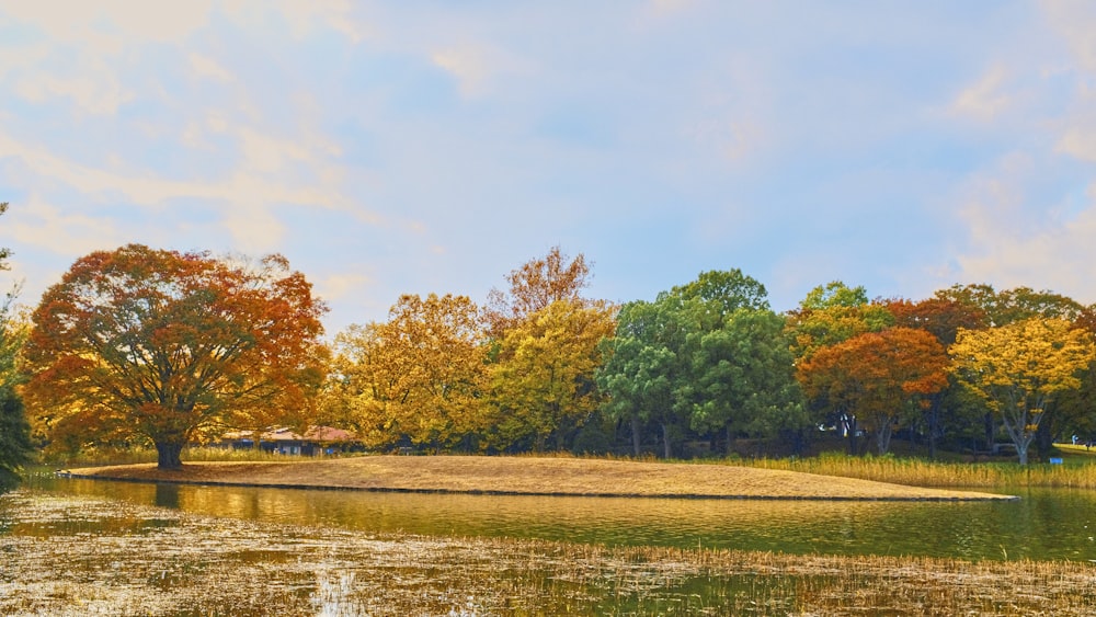 a body of water with trees around it