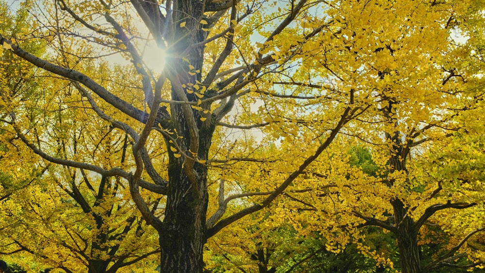 a tree with yellow leaves