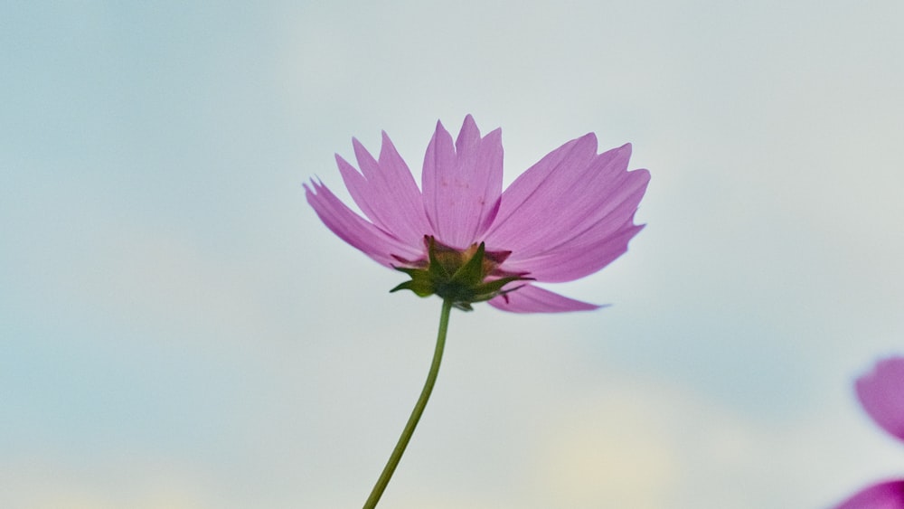 a purple flower with green leaves