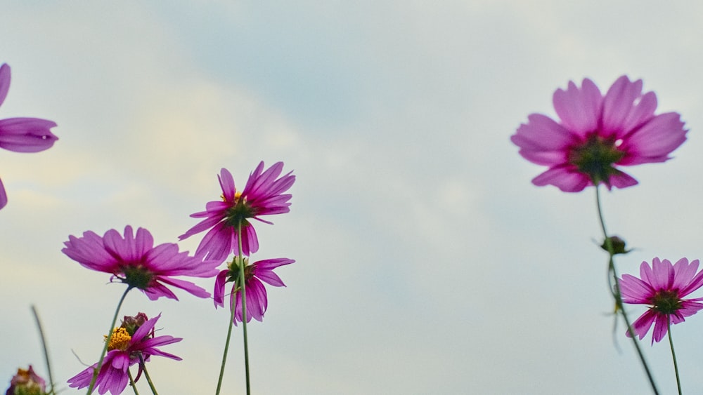 a group of purple flowers