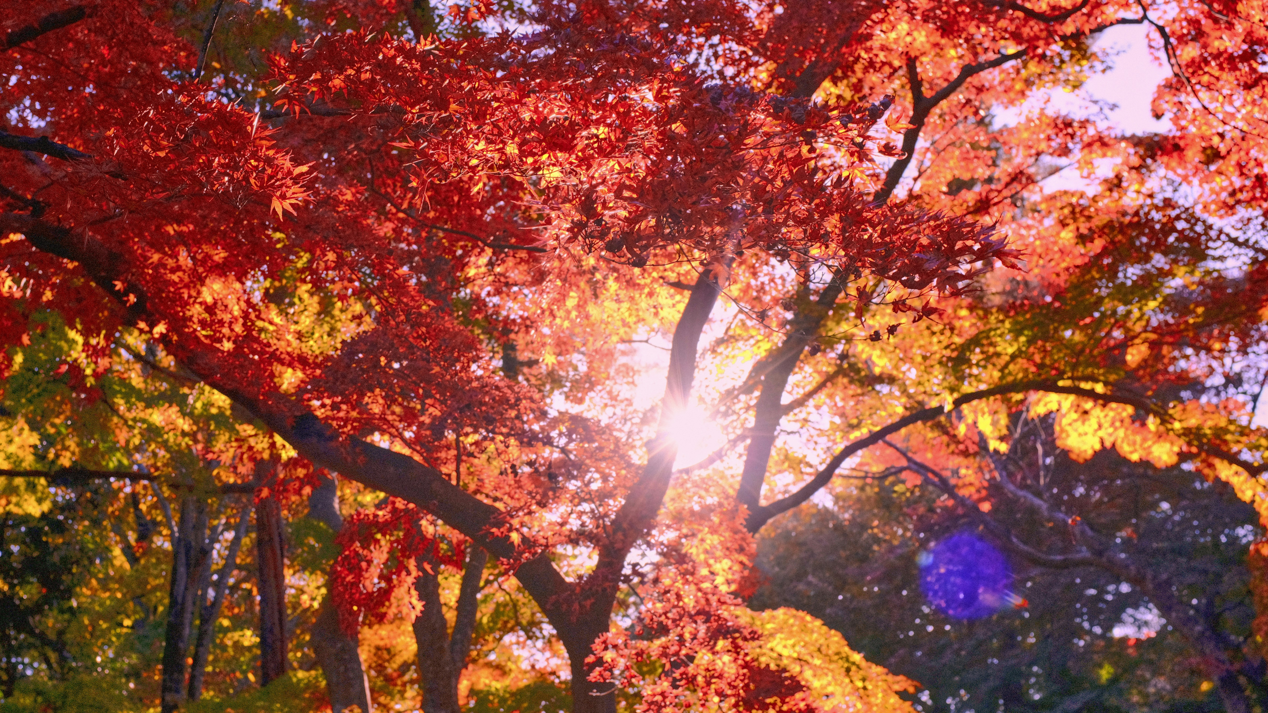 Un grupo de árboles con hojas de colores
