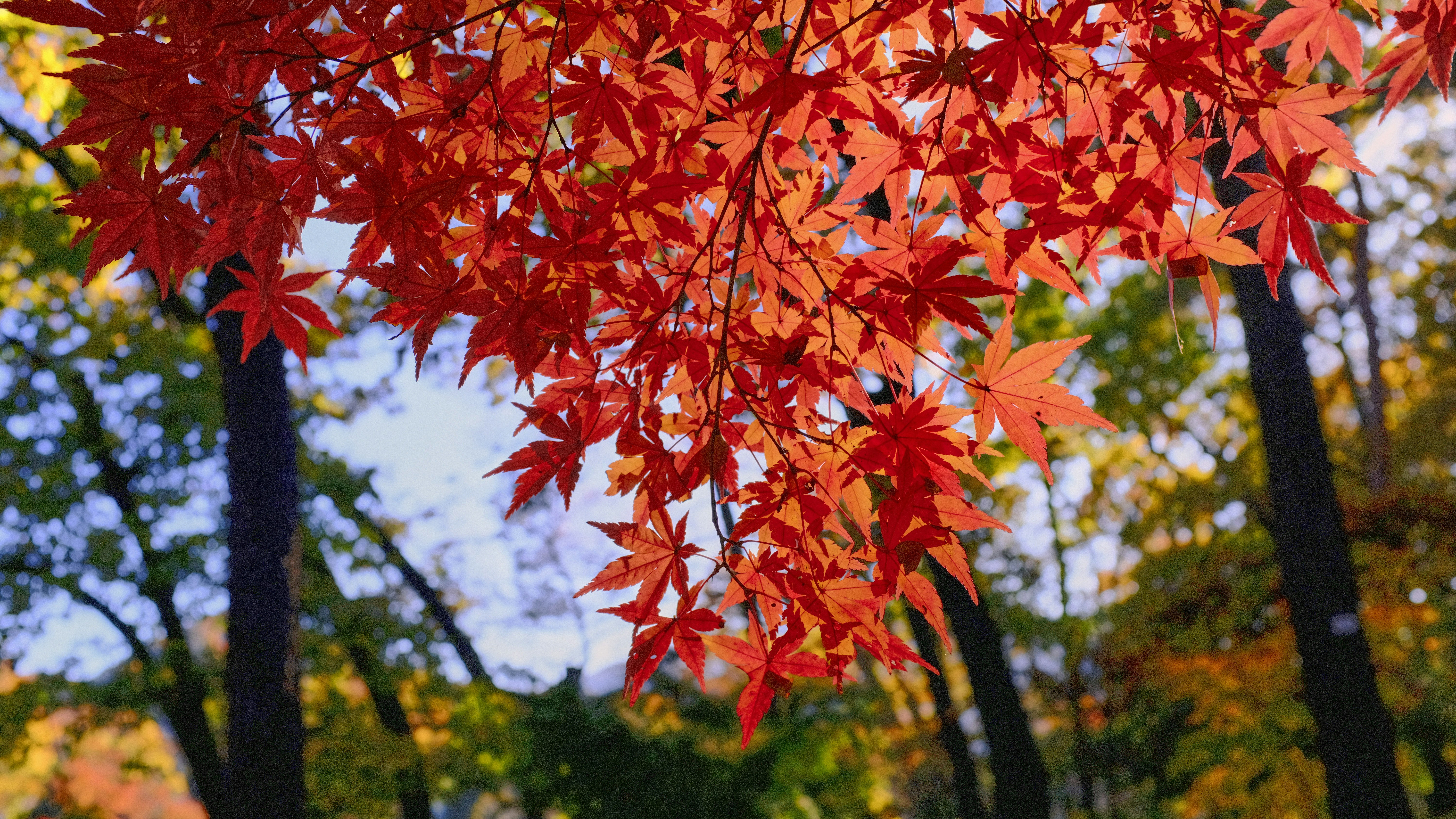 Photo by shadrinaizzati