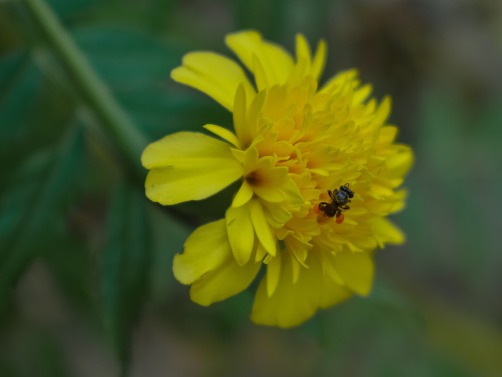 una abeja sobre una flor amarilla