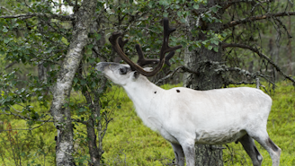 a white deer with antlers in a forest